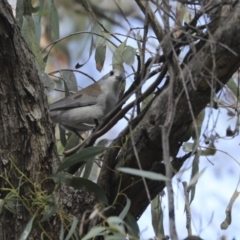 Colluricincla harmonica at Acton, ACT - 22 May 2018