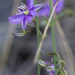 Thysanotus patersonii (Twining Fringe Lily) at Michelago, NSW - 22 Oct 2014 by Illilanga