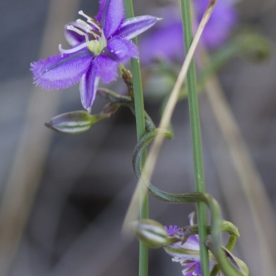 Thysanotus patersonii (Twining Fringe Lily) at Michelago, NSW - 22 Oct 2014 by Illilanga