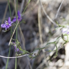 Thysanotus patersonii at Michelago, NSW - 22 Oct 2014 11:19 AM