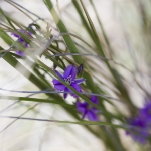 Thysanotus patersonii at Michelago, NSW - 22 Oct 2014 11:19 AM