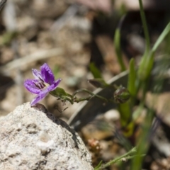 Thysanotus patersonii at Michelago, NSW - 22 Oct 2014