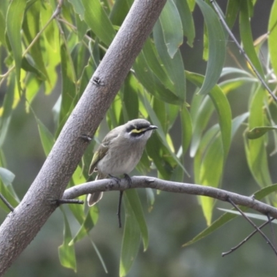 Caligavis chrysops (Yellow-faced Honeyeater) at Acton, ACT - 22 May 2018 by Alison Milton