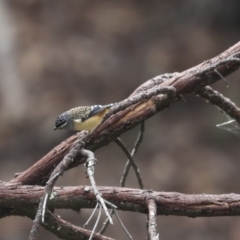 Pardalotus punctatus (Spotted Pardalote) at ANBG - 22 May 2018 by Alison Milton