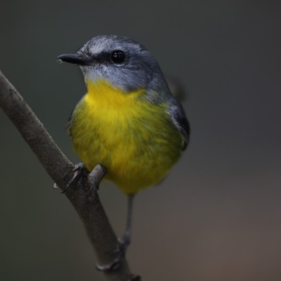 Eopsaltria australis (Eastern Yellow Robin) at Acton, ACT - 22 May 2018 by AlisonMilton