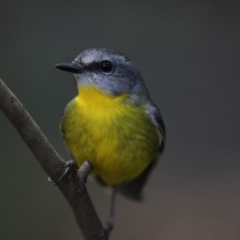 Eopsaltria australis at Acton, ACT - 22 May 2018