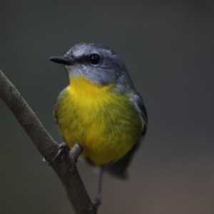 Eopsaltria australis at Acton, ACT - 22 May 2018