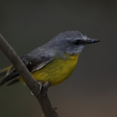 Eopsaltria australis at Acton, ACT - 22 May 2018