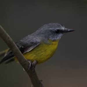 Eopsaltria australis at Acton, ACT - 22 May 2018