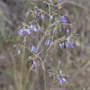 Dianella sp. aff. longifolia (Benambra) at Michelago, NSW - 12 Dec 2011 06:13 PM