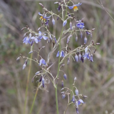 Dianella sp. aff. longifolia (Benambra) (Pale Flax Lily, Blue Flax Lily) at Michelago, NSW - 12 Dec 2011 by Illilanga