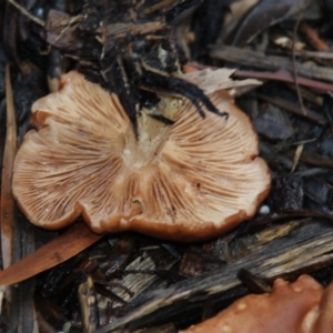 zz agaric (stem; gills white/cream) at Acton, ACT - 29 Jun 2018