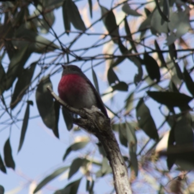 Petroica rosea (Rose Robin) at Acton, ACT - 29 Jun 2018 by AlisonMilton