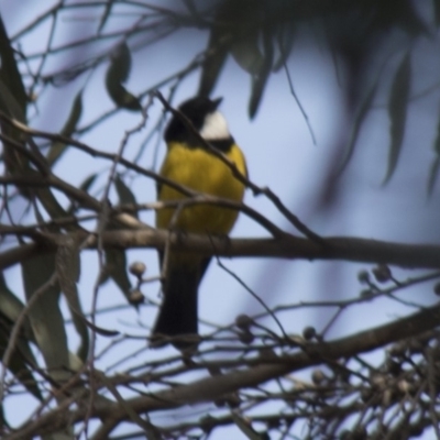 Pachycephala pectoralis (Golden Whistler) at Acton, ACT - 29 Jun 2018 by AlisonMilton