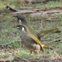 Meliphaga lewinii (Lewin's Honeyeater) at Kioloa Bushcare Group - 3 Jun 2014 by MichaelBedingfield