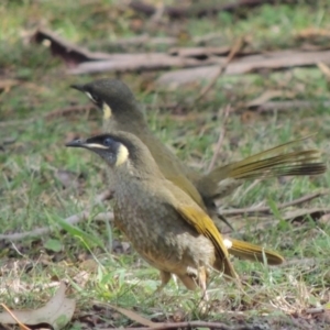 Meliphaga lewinii at Kioloa, NSW - 3 Jun 2014