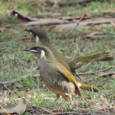 Meliphaga lewinii (Lewin's Honeyeater) at Kioloa, NSW - 3 Jun 2014 by michaelb