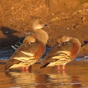 Dendrocygna eytoni at Bungendore, NSW - 8 Jul 2018