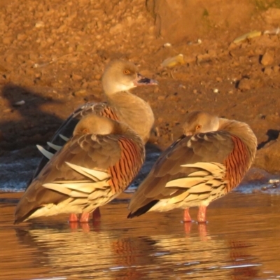 Dendrocygna eytoni (Plumed Whistling-Duck) at Bungendore, NSW - 8 Jul 2018 by KumikoCallaway