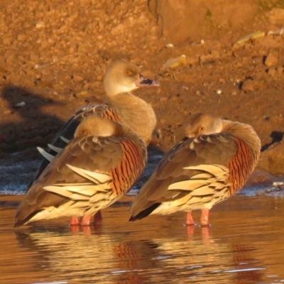 Dendrocygna eytoni (Plumed Whistling-Duck) at Bungendore, NSW - 7 Jul 2018 by KumikoCallaway