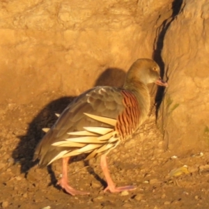 Dendrocygna eytoni at Bungendore, NSW - 8 Jul 2018