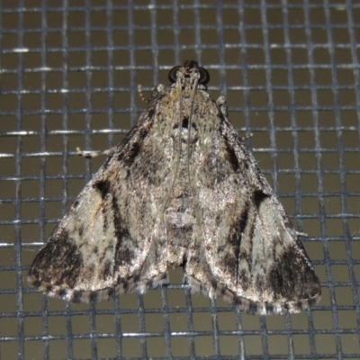 Salma cinerascens (A Pyralid moth) at Pollinator-friendly garden Conder - 16 Jan 2018 by michaelb