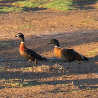 Tadorna tadornoides (Australian Shelduck) at Bungendore, NSW - 8 Jul 2018 by KumikoCallaway