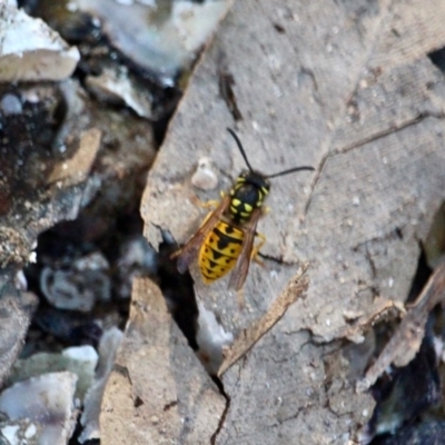 Vespula germanica (European Wasp, German Yellowjacket Wasp) at Nelson, NSW - 13 Jun 2018 by RossMannell