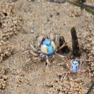 Mictyris longicarpus at Nelson, NSW - 13 Jun 2018 01:09 PM