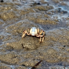 Mictyris longicarpus at Nelson, NSW - 13 Jun 2018 01:09 PM