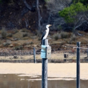 Microcarbo melanoleucos at Nelson, NSW - 13 Jun 2018 01:19 PM