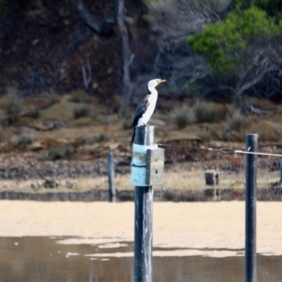 Microcarbo melanoleucos (Little Pied Cormorant) at Nelson, NSW - 13 Jun 2018 by RossMannell
