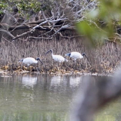 Threskiornis molucca (Australian White Ibis) at Nelson, NSW - 13 Jun 2018 by RossMannell