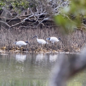 Threskiornis molucca at Nelson, NSW - 13 Jun 2018