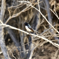 Rhipidura leucophrys at Nelson, NSW - 13 Jun 2018