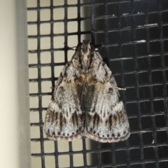 Spectrotrota fimbrialis (A Pyralid moth) at Pollinator-friendly garden Conder - 24 Jan 2018 by michaelb