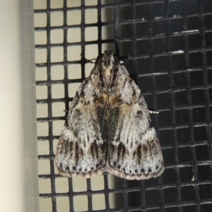 Spectrotrota fimbrialis at Conder, ACT - 25 Jan 2018 08:48 AM