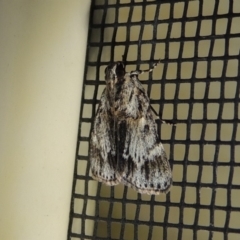 Spectrotrota fimbrialis at Conder, ACT - 25 Jan 2018 08:48 AM