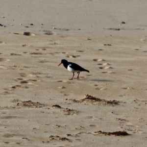 Haematopus longirostris at Nelson, NSW - 13 Jun 2018