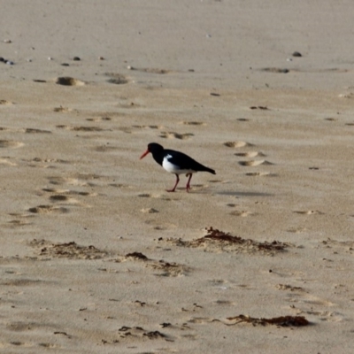 Haematopus longirostris (Australian Pied Oystercatcher) at Nelson, NSW - 13 Jun 2018 by RossMannell