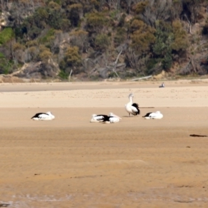 Pelecanus conspicillatus at Nelson, NSW - 13 Jun 2018