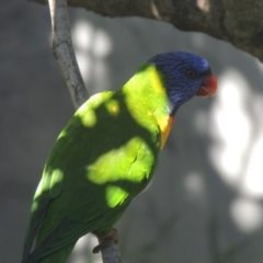 Trichoglossus moluccanus (Rainbow Lorikeet) at Pollinator-friendly garden Conder - 6 Mar 2018 by michaelb