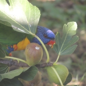 Trichoglossus moluccanus at Conder, ACT - 6 Mar 2018