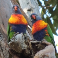 Trichoglossus moluccanus (Rainbow Lorikeet) at Kioloa, NSW - 4 Jun 2014 by michaelb