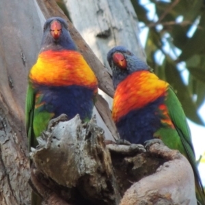 Trichoglossus moluccanus at Kioloa, NSW - 4 Jun 2014 10:13 AM
