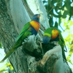 Trichoglossus moluccanus at Kioloa, NSW - 4 Jun 2014 10:13 AM