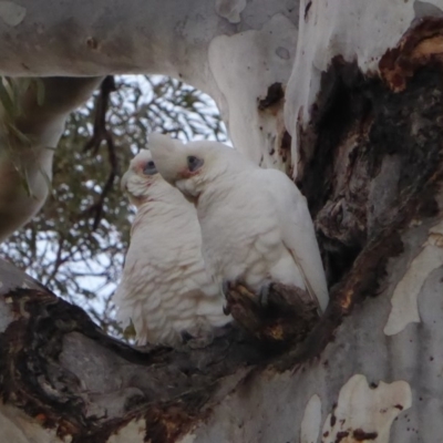 Cacatua sanguinea (Little Corella) at Hughes, ACT - 7 Jul 2018 by JackyF