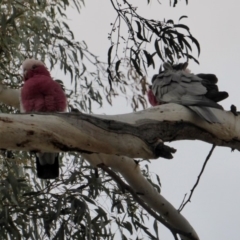 Eolophus roseicapilla (Galah) at Hughes, ACT - 7 Jul 2018 by JackyF