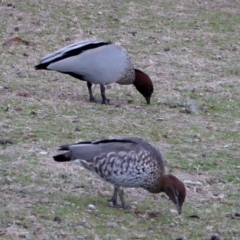 Chenonetta jubata (Australian Wood Duck) at Federal Golf Course - 7 Jul 2018 by JackyF