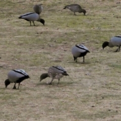 Chenonetta jubata (Australian Wood Duck) at Red Hill, ACT - 7 Jul 2018 by JackyF